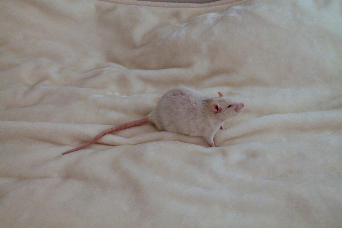 Tamrotte Ulrik billede 3