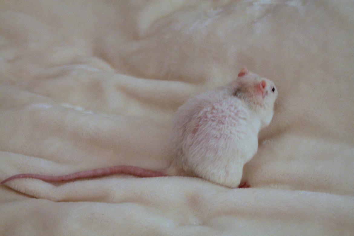 Tamrotte Ulrik billede 4