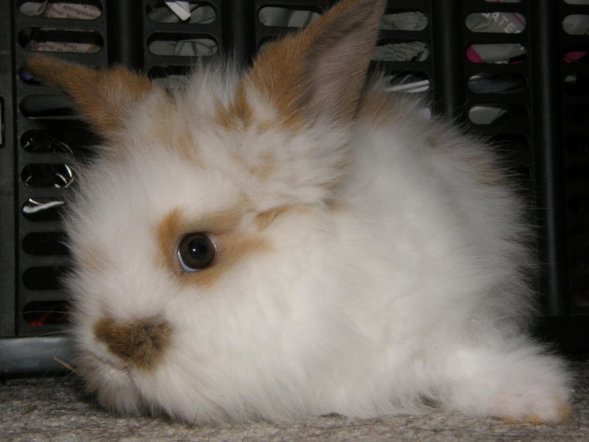 Kanin Bimse billede 1