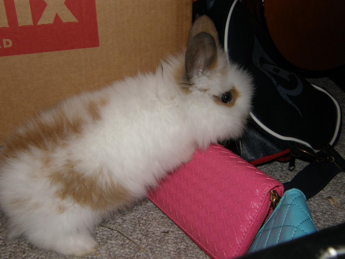 Kanin Bimse billede 3