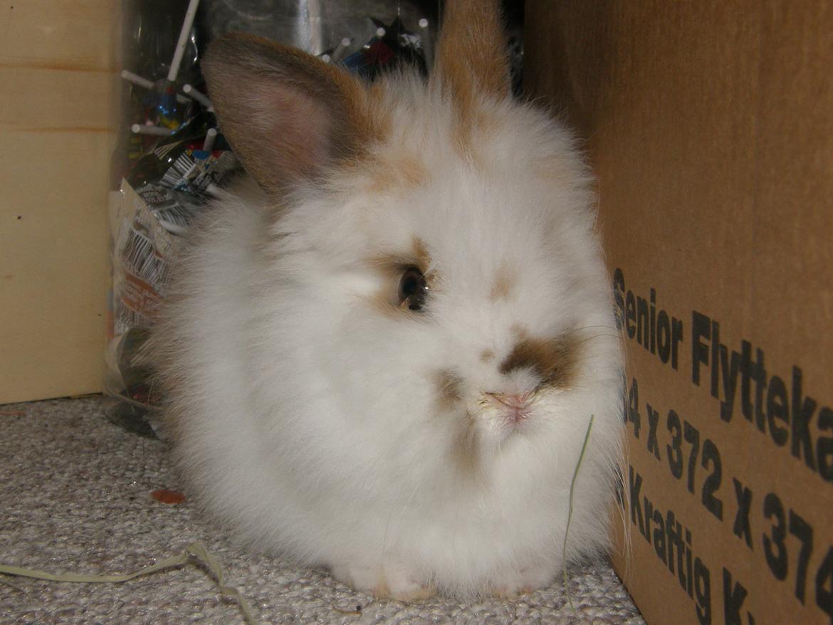 Kanin Bimse billede 4
