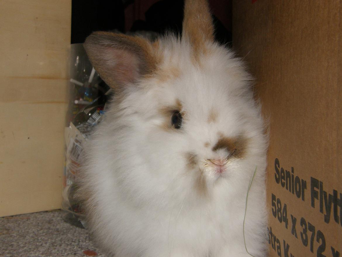 Kanin Bimse billede 5