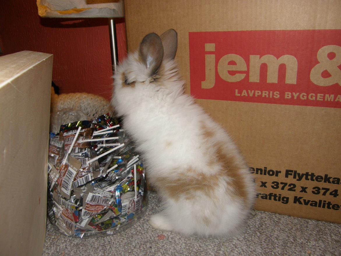 Kanin Bimse billede 6