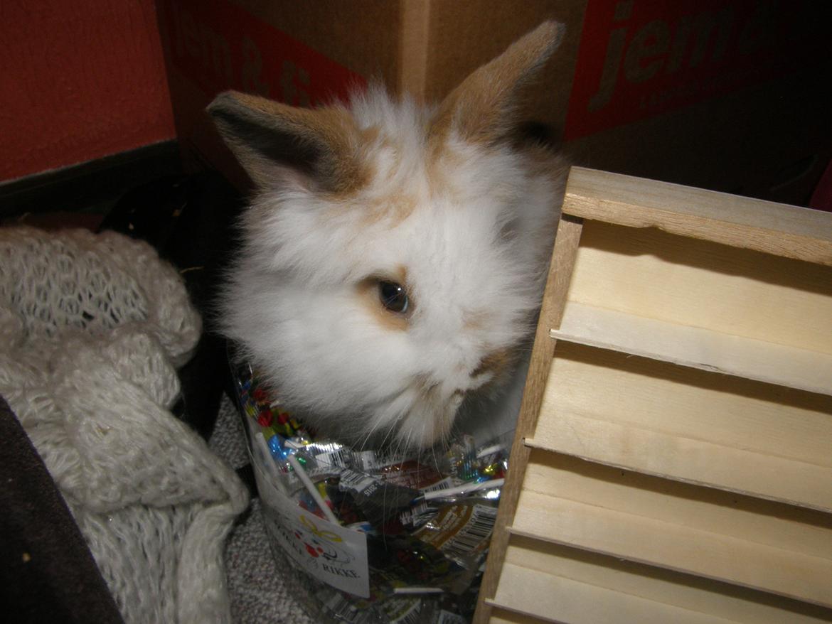 Kanin Bimse billede 7