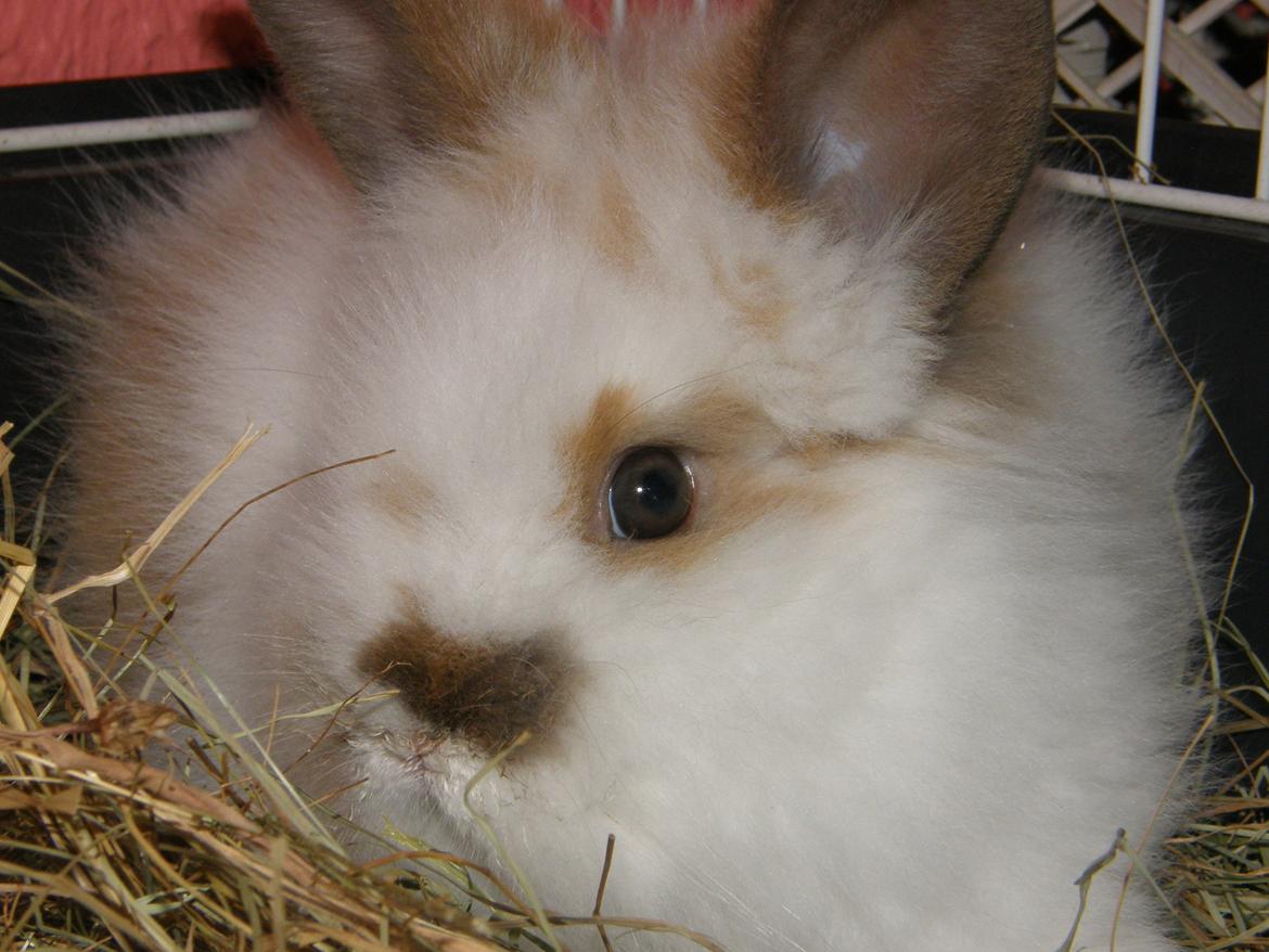 Kanin Bimse billede 8