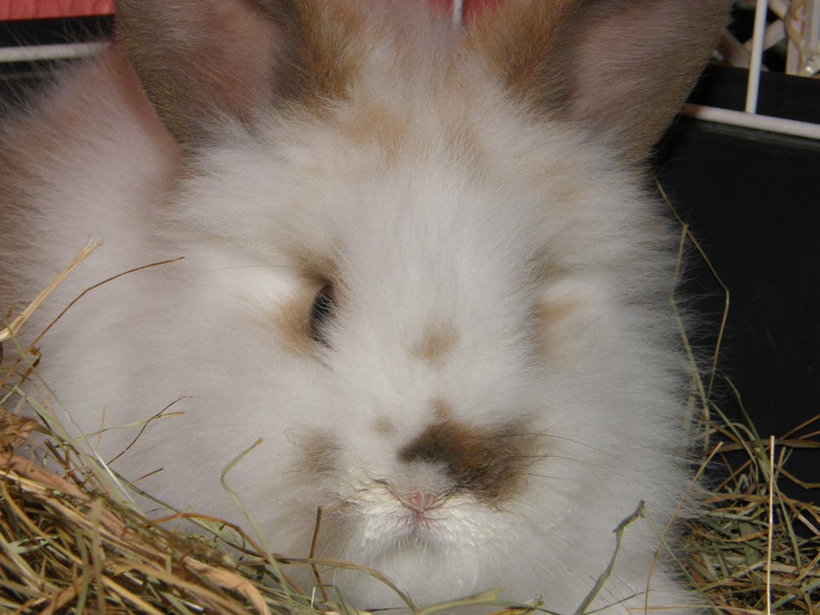 Kanin Bimse billede 9