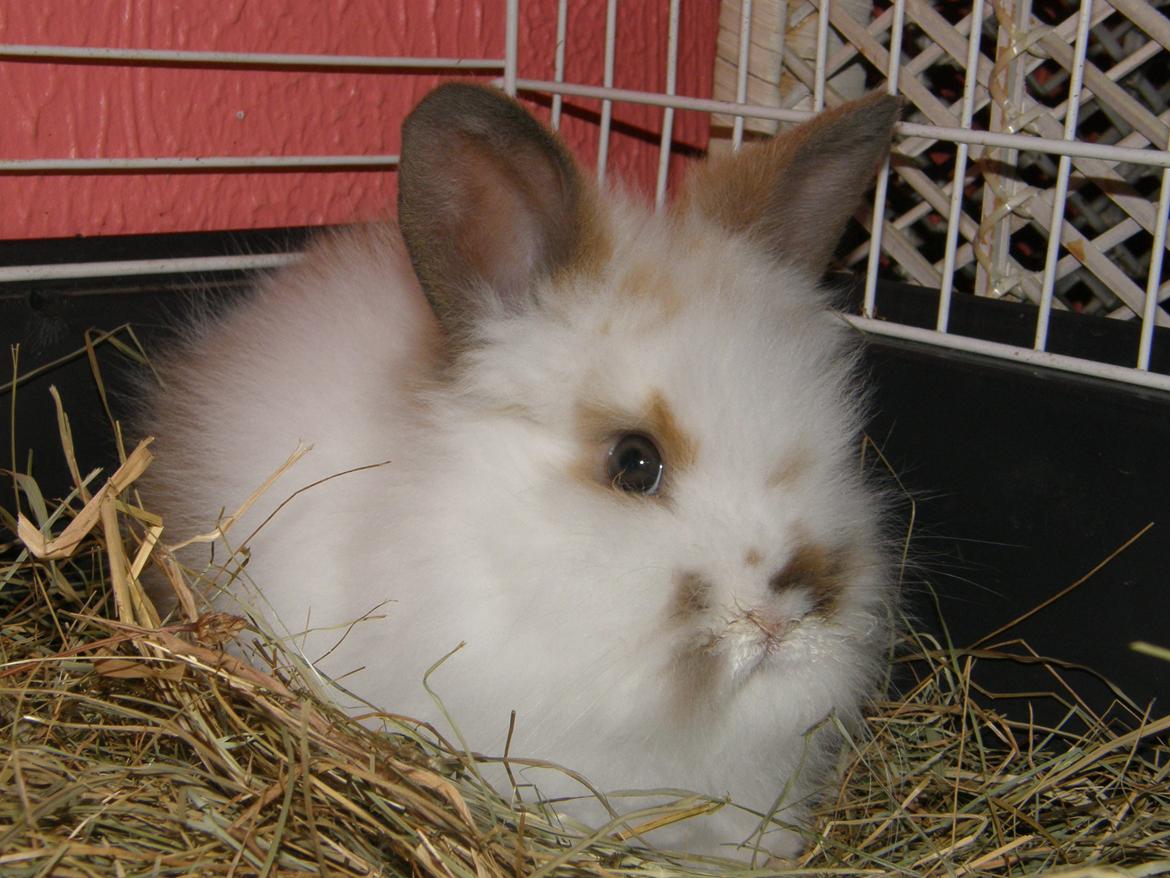 Kanin Bimse billede 11