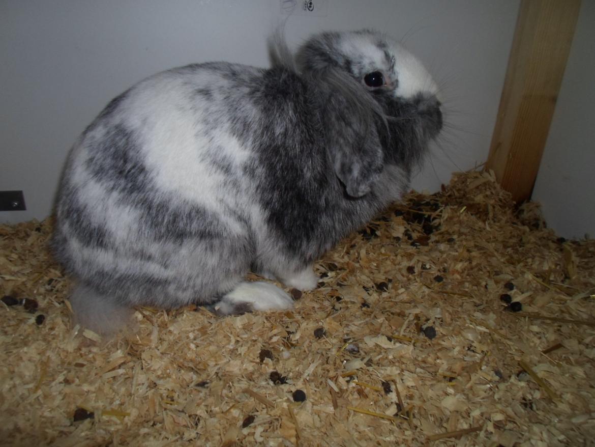 Kanin Monique billede 17