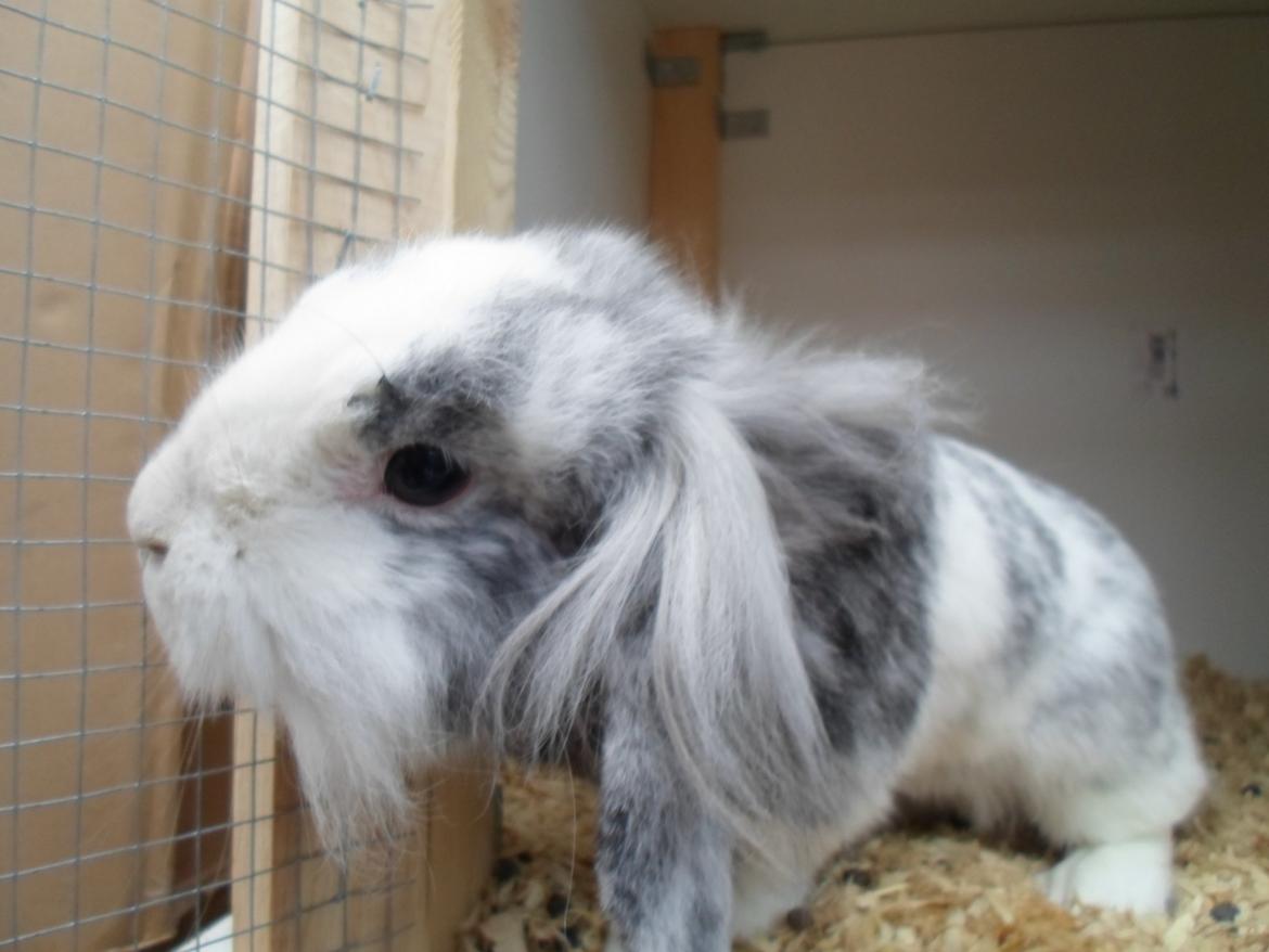 Kanin Monique billede 18