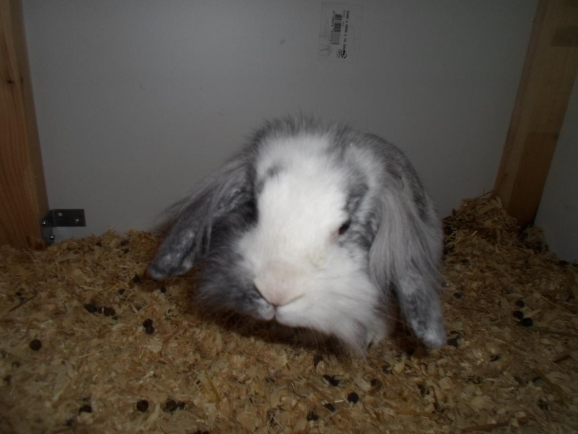 Kanin Monique billede 19