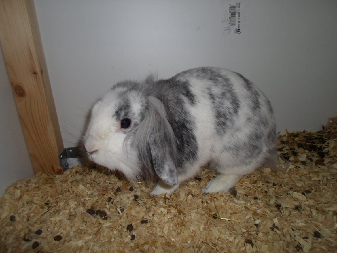 Kanin Monique billede 20