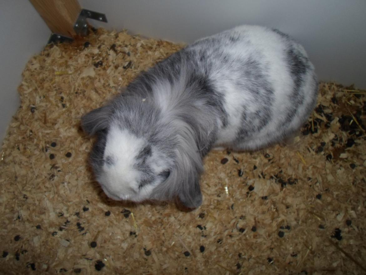 Kanin Monique billede 21