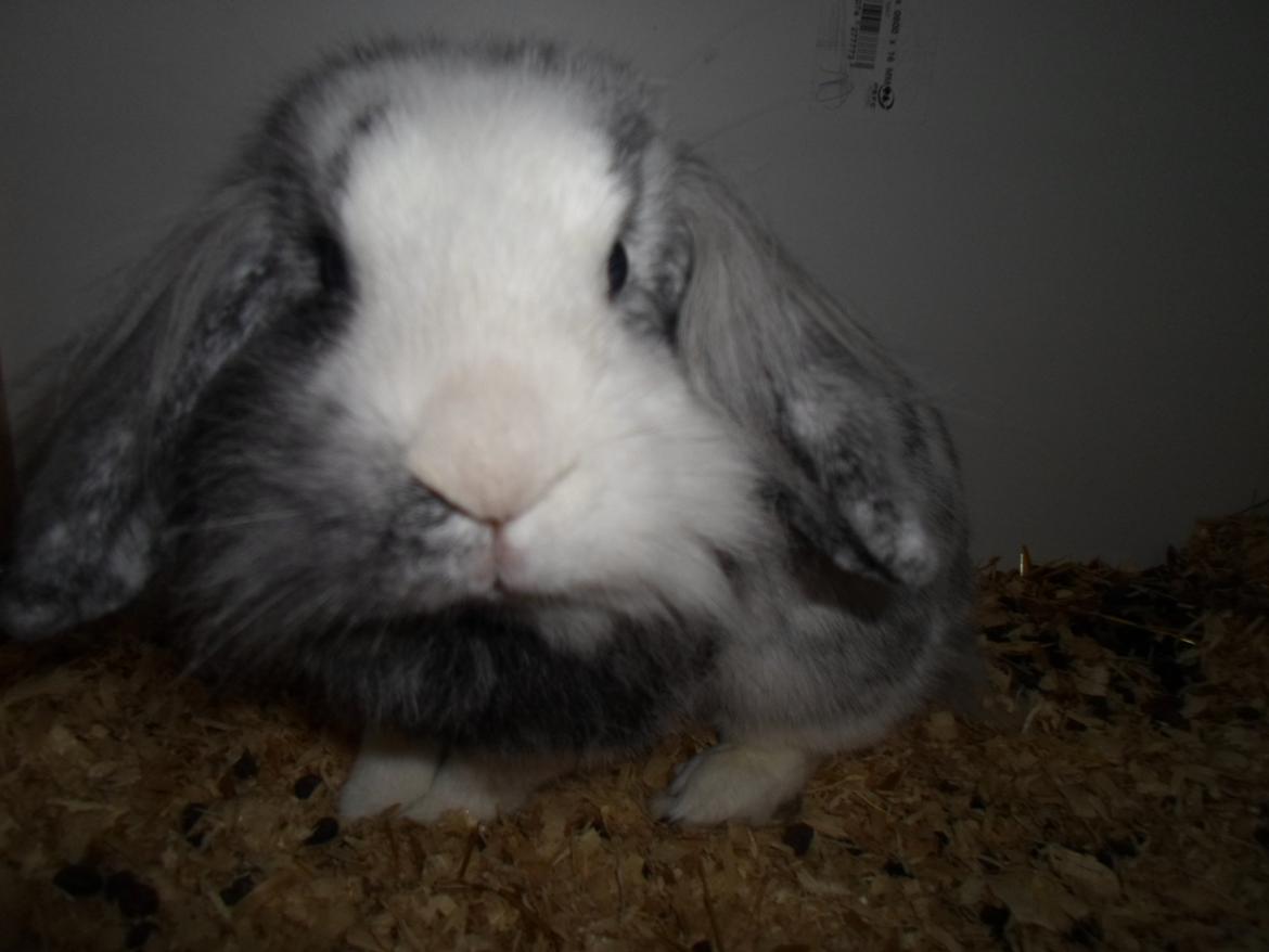 Kanin Monique billede 22