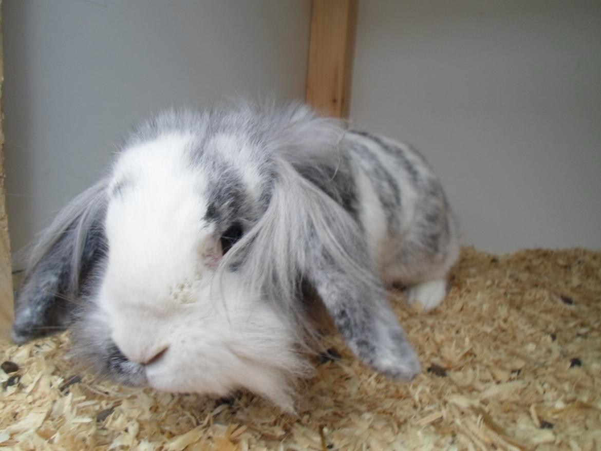 Kanin Monique billede 23