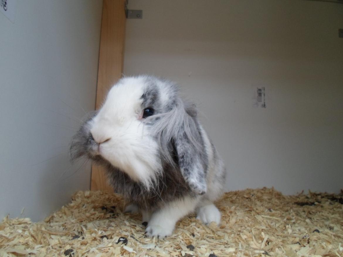 Kanin Monique billede 24