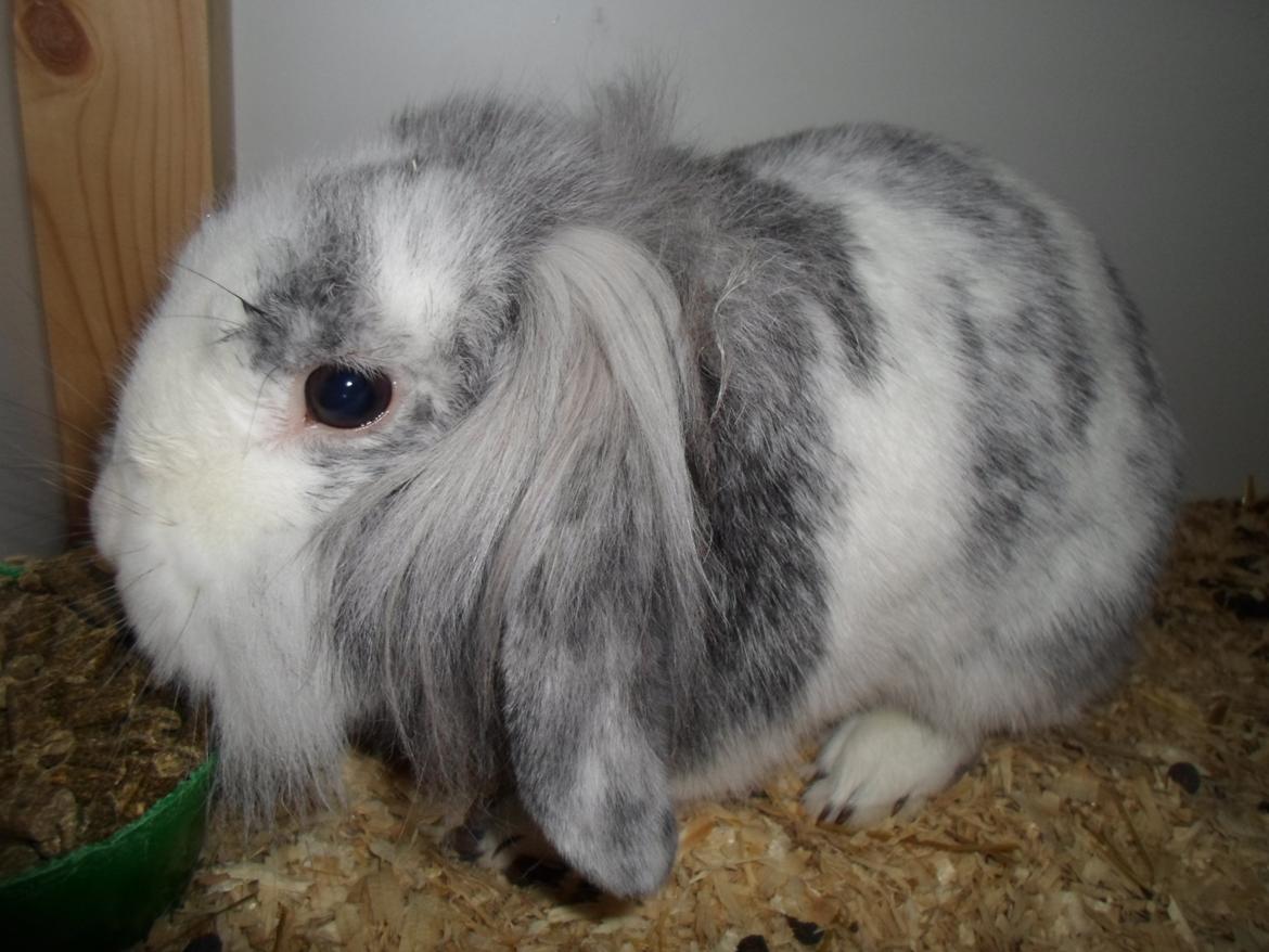 Kanin Monique billede 25