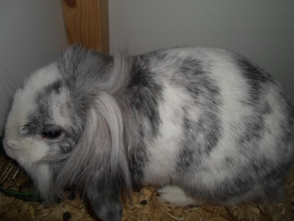 Kanin Monique billede 26