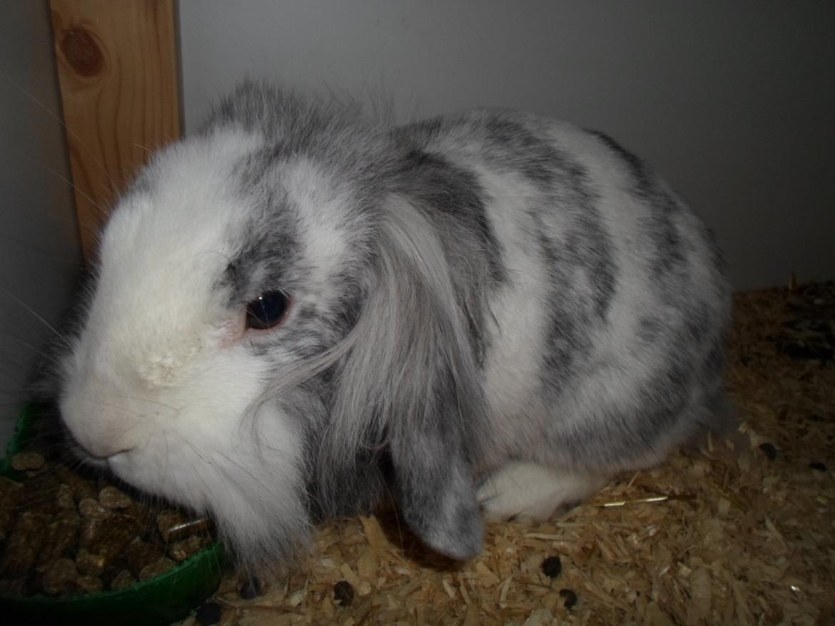 Kanin Monique billede 1