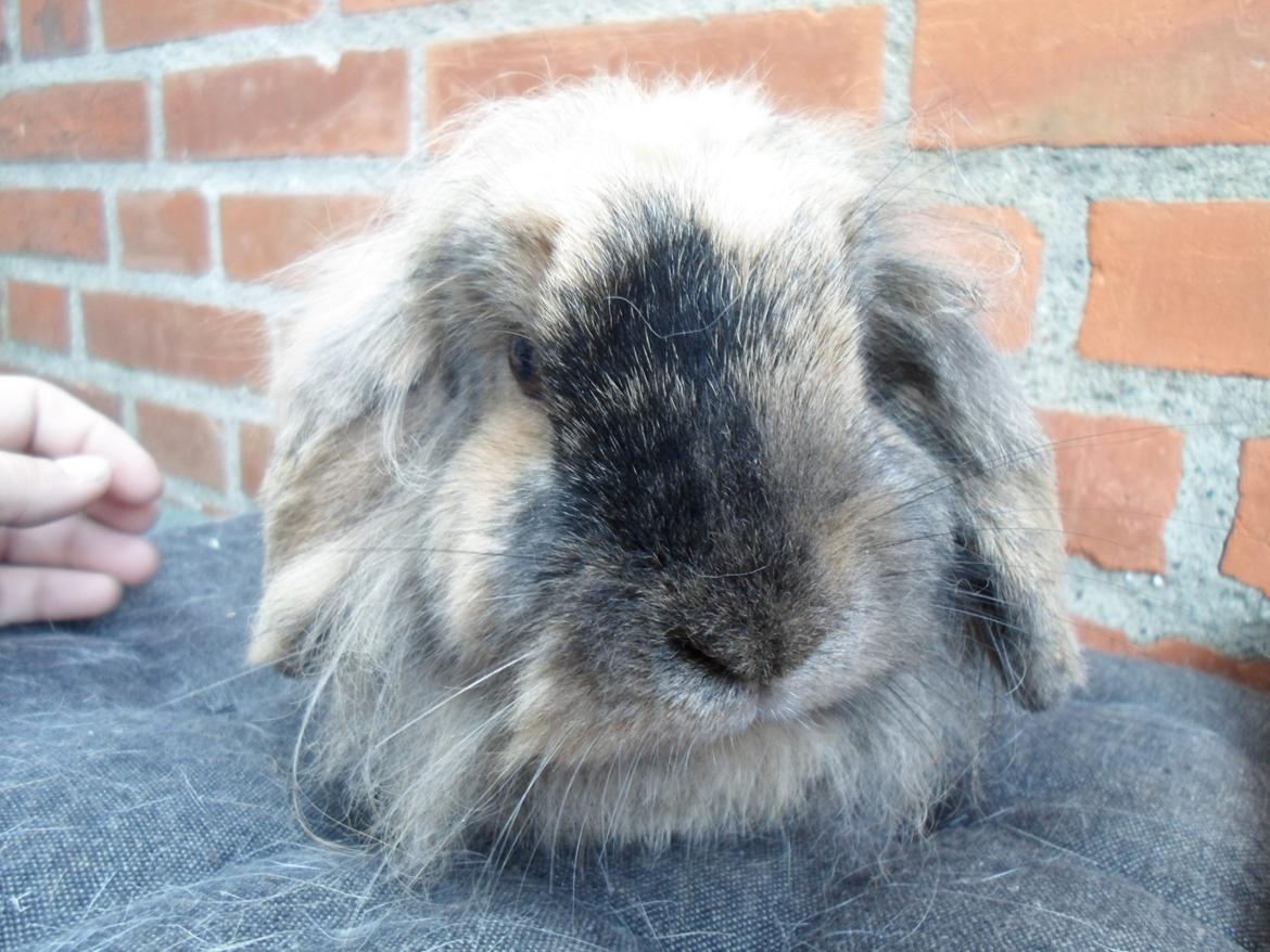 Kanin Tantetuts Kato billede 18