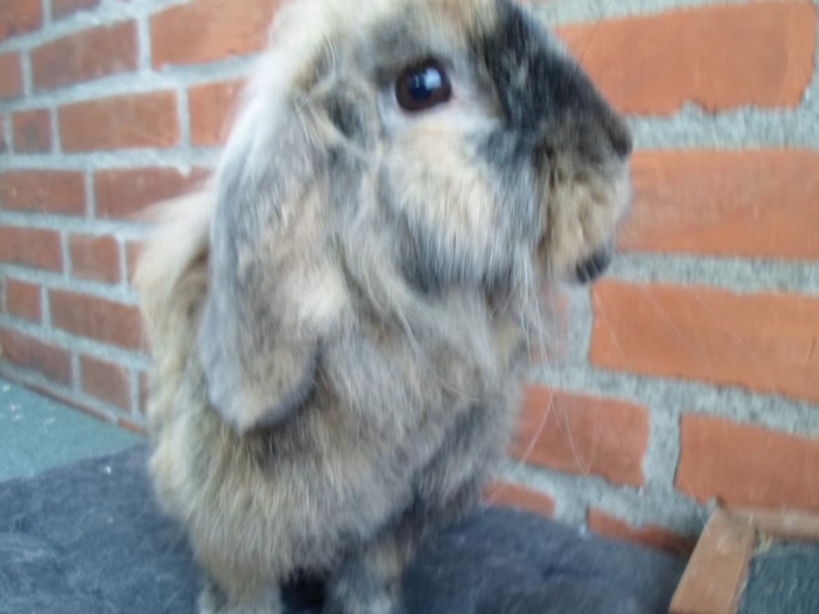 Kanin Tantetuts Kato billede 19