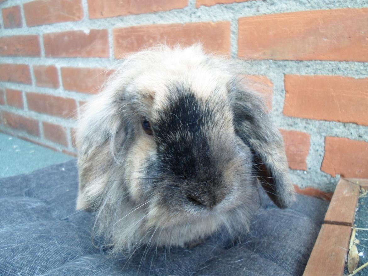 Kanin Tantetuts Kato billede 20