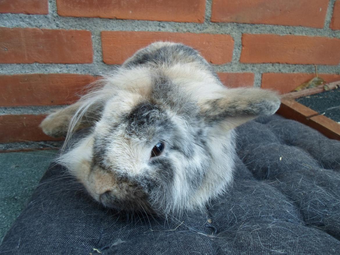 Kanin Tantetuts Kato billede 21