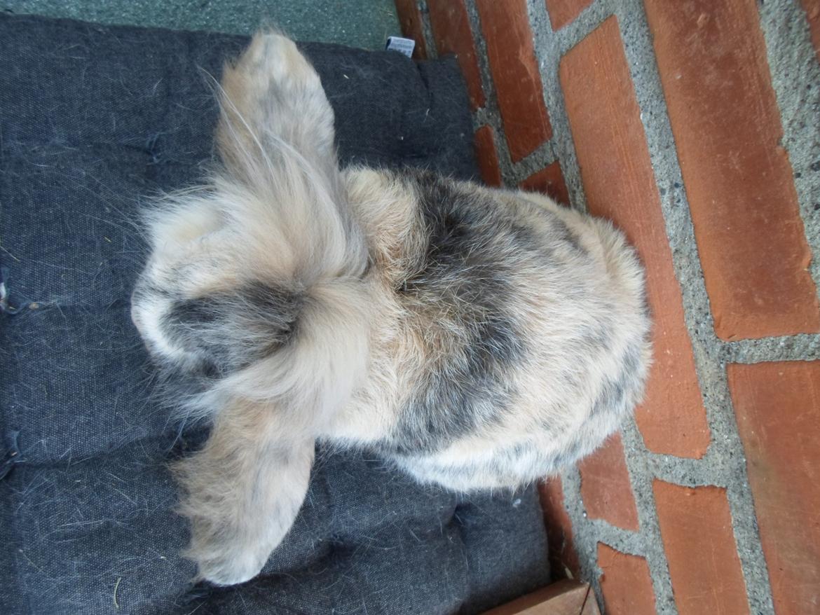 Kanin Tantetuts Kato billede 22