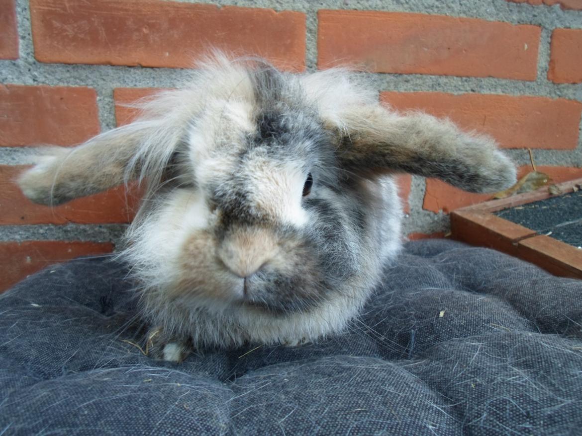 Kanin Tantetuts Kato billede 23