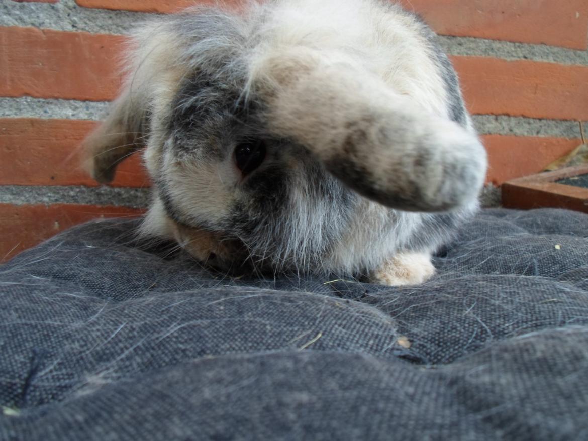 Kanin Tantetuts Kato billede 24