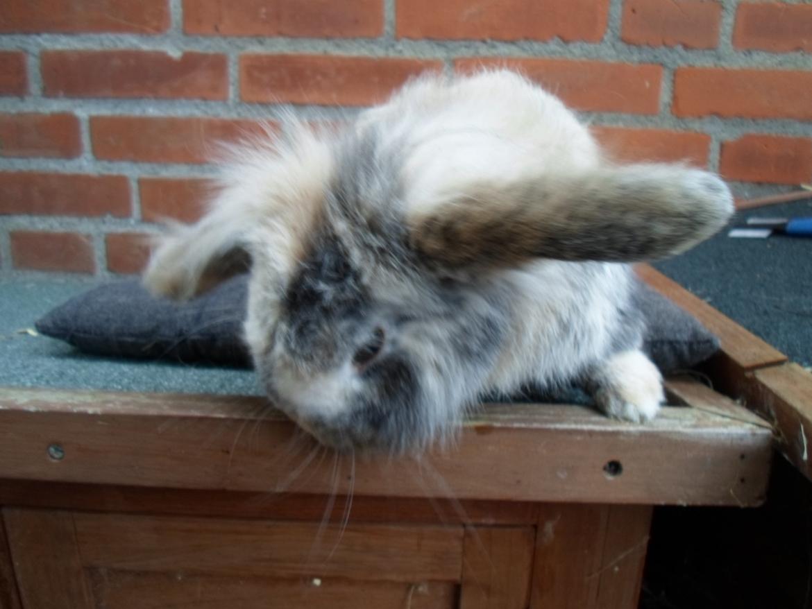 Kanin Tantetuts Kato billede 25