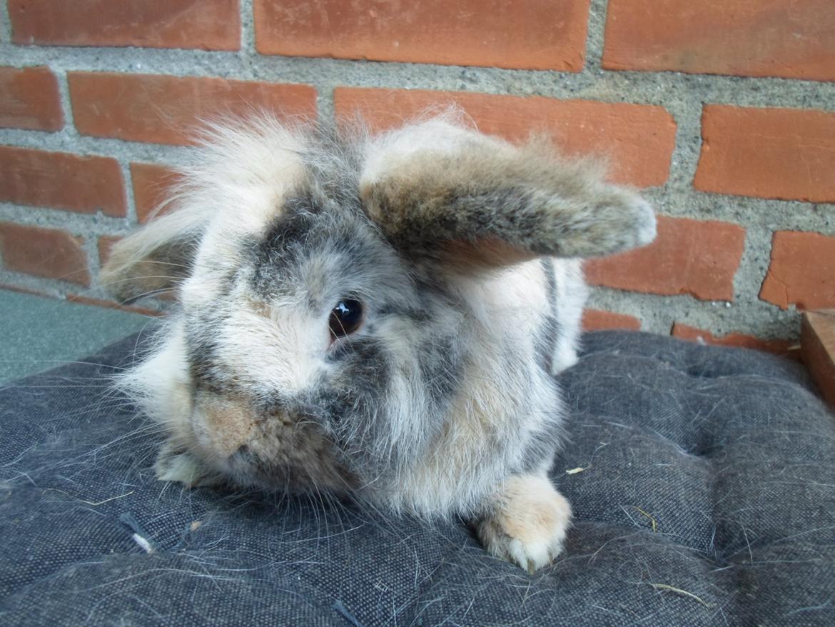 Kanin Tantetuts Kato billede 26