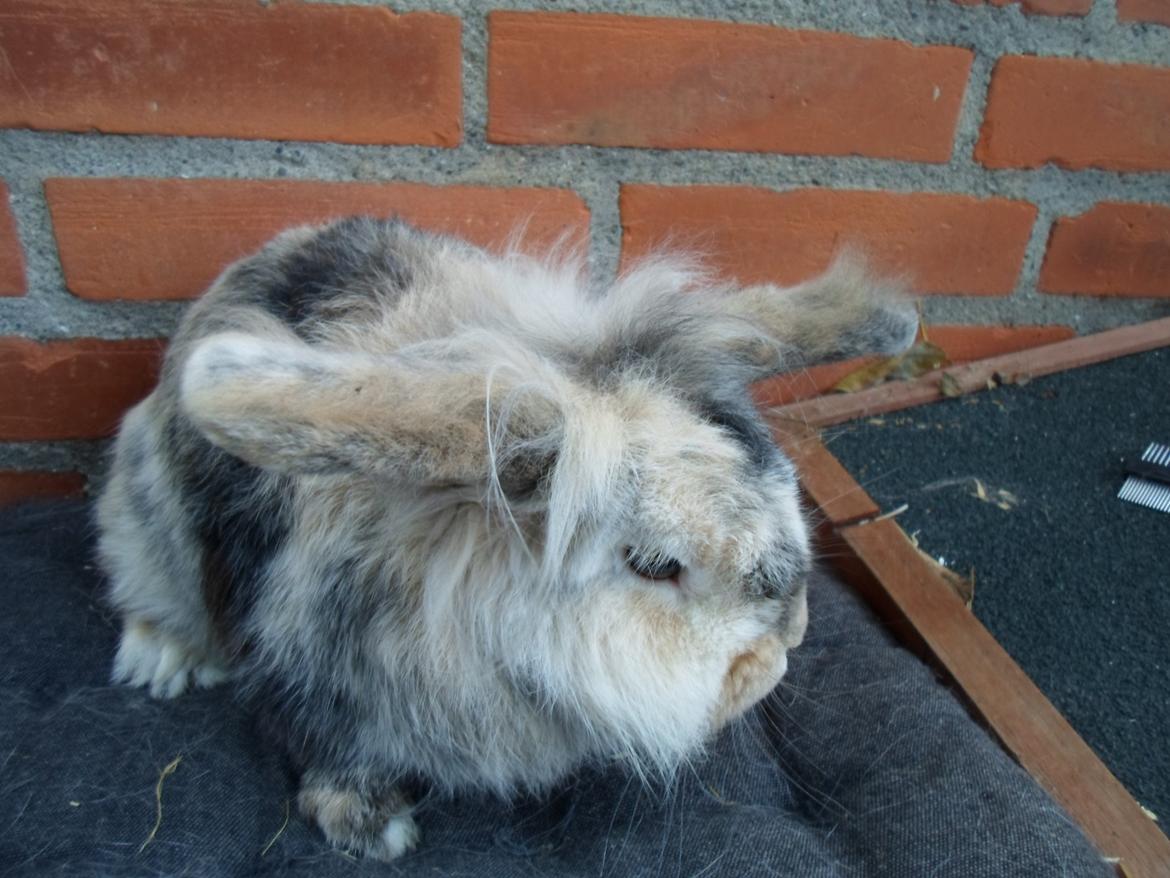 Kanin Tantetuts Kato billede 27