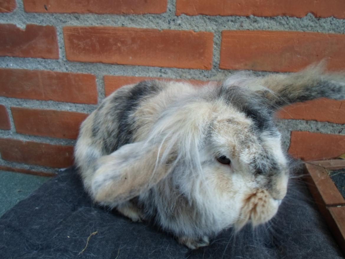 Kanin Tantetuts Kato billede 28