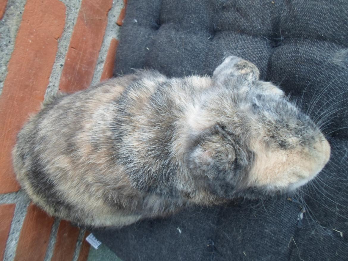 Kanin speedy billede 8