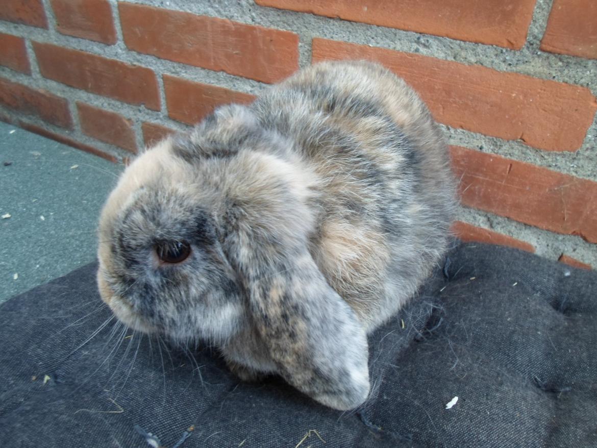 Kanin speedy billede 9