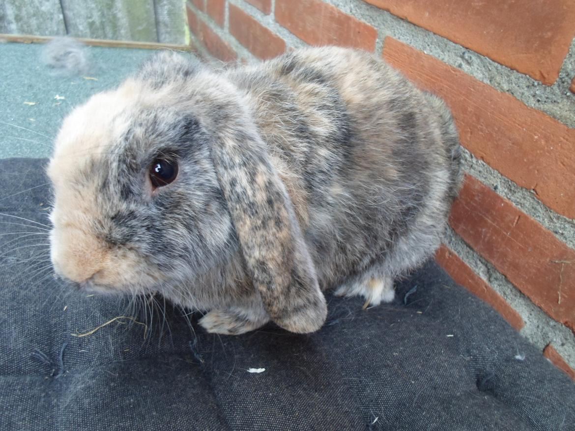 Kanin speedy billede 10