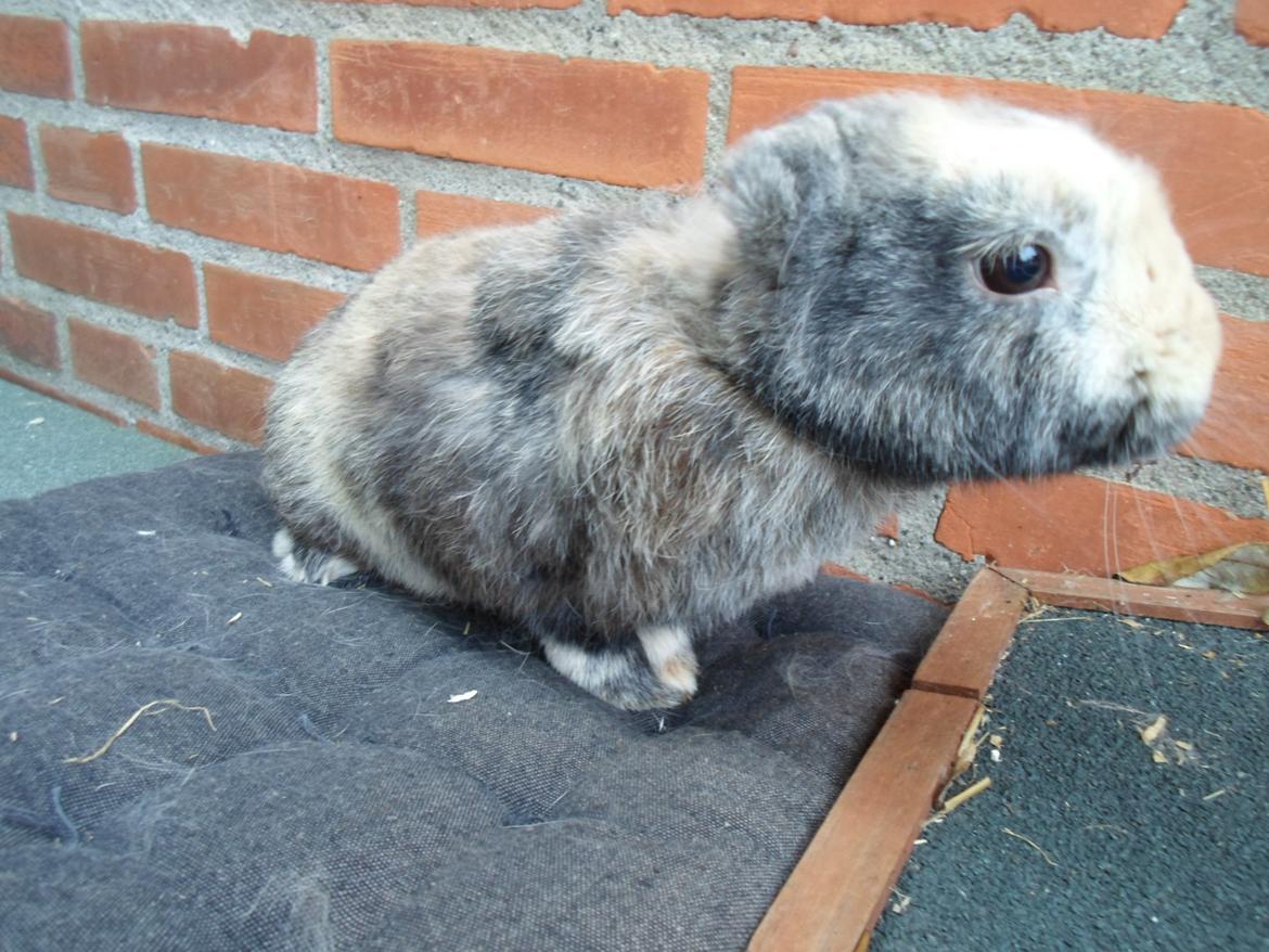 Kanin speedy billede 11