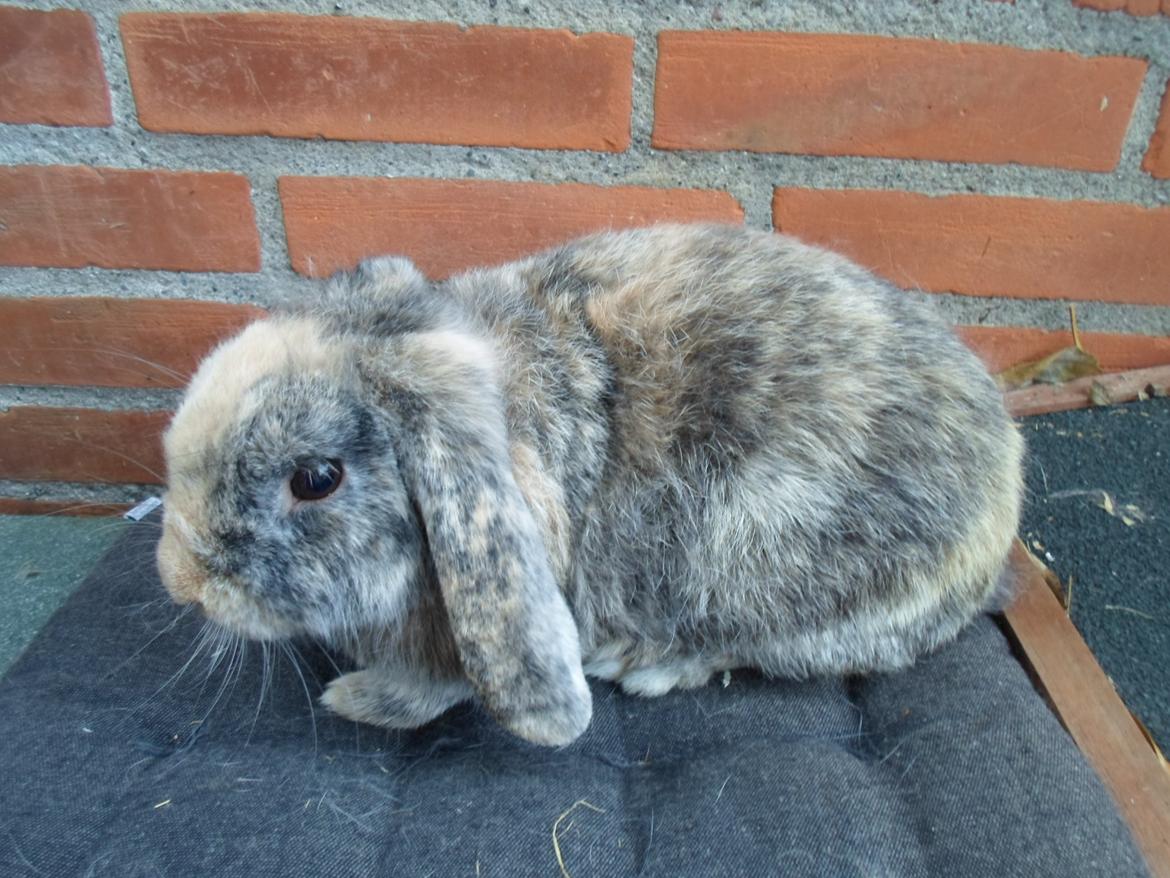 Kanin speedy billede 12