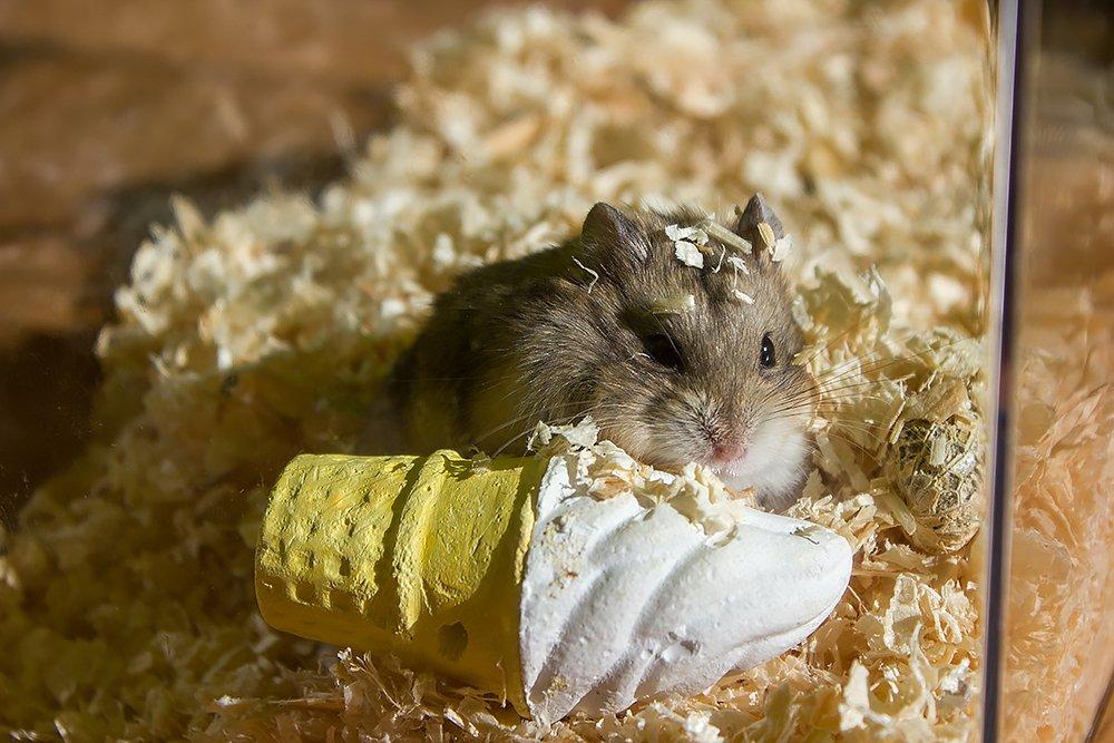 Dværghamster Pongo billede 1