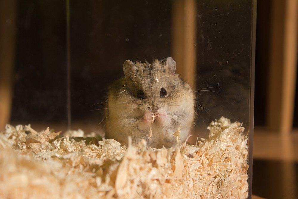 Dværghamster Pongo billede 2