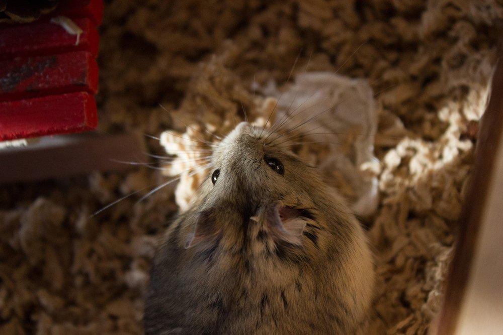 Dværghamster Pongo billede 3