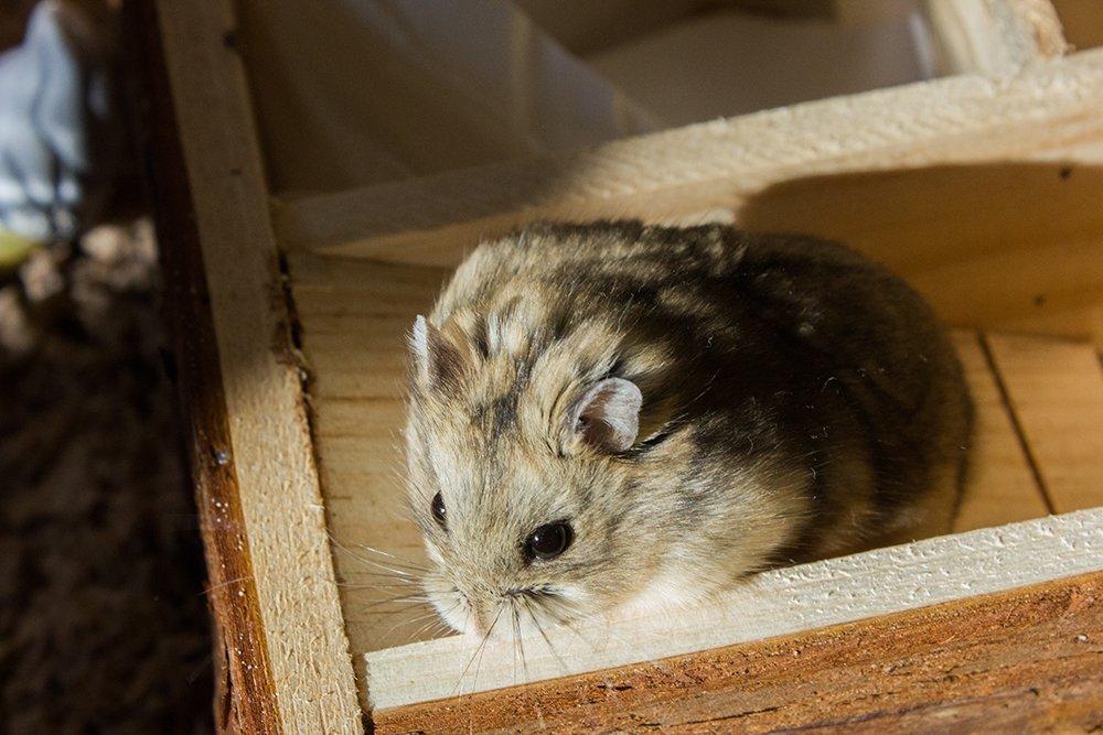 Dværghamster Pongo billede 4