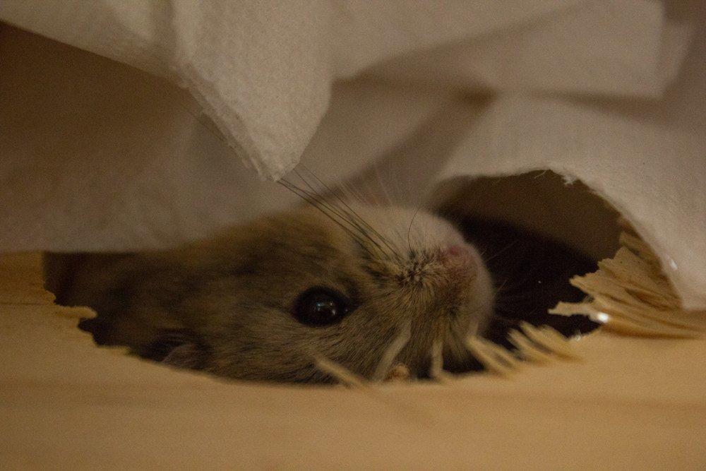 Dværghamster Pongo billede 5