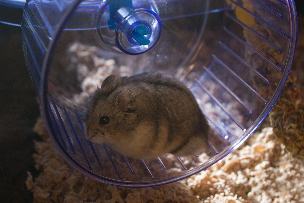 Dværghamster Pongo billede 6