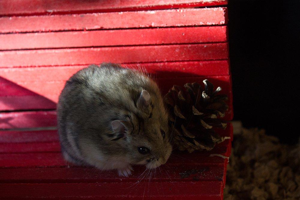 Dværghamster Pongo billede 7