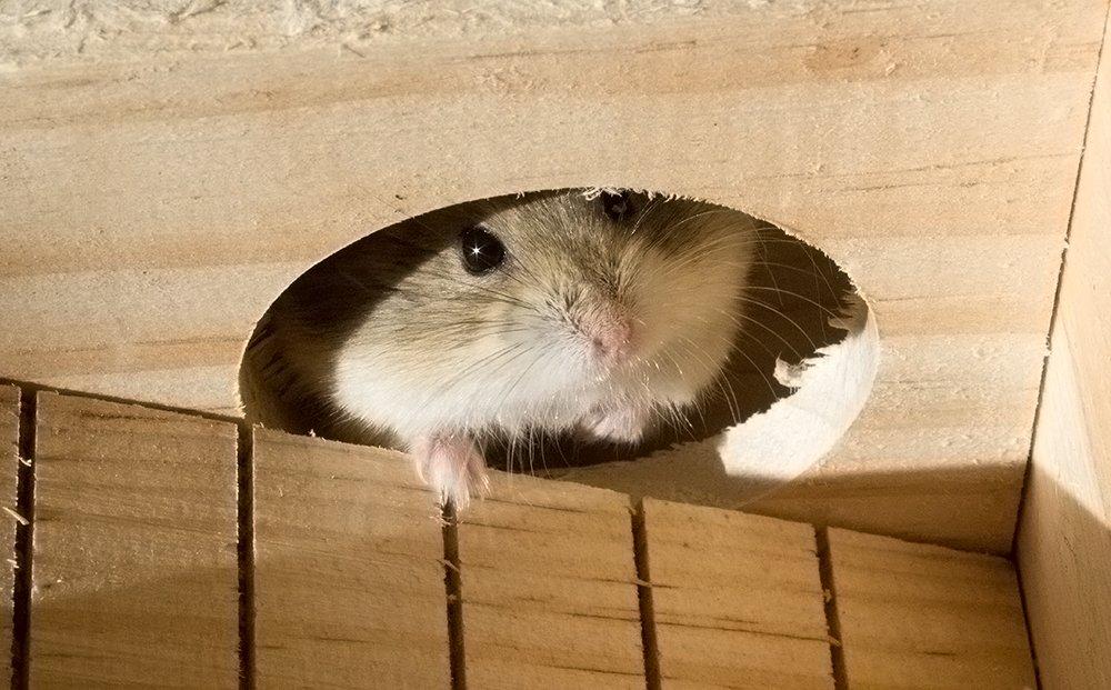 Dværghamster Pongo billede 8