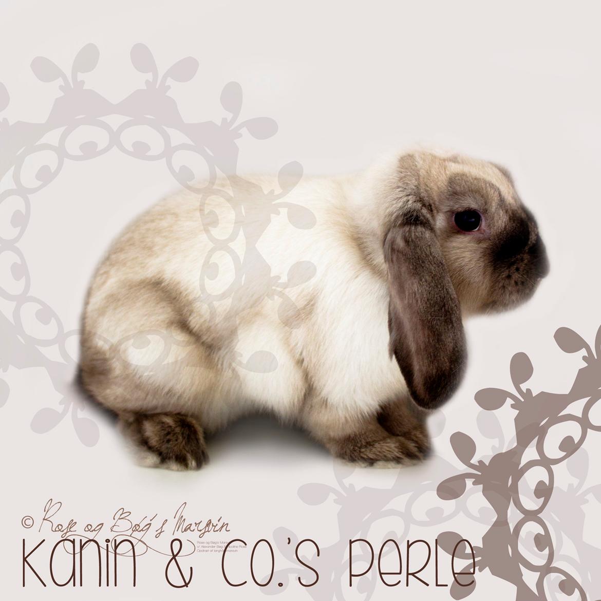 Kanin Kanin & Co.'s Perle - Kanin & Co.'s Perle <3 Smukke Perle er ved at få vinterpels. Den 9. oktober 2013 billede 34