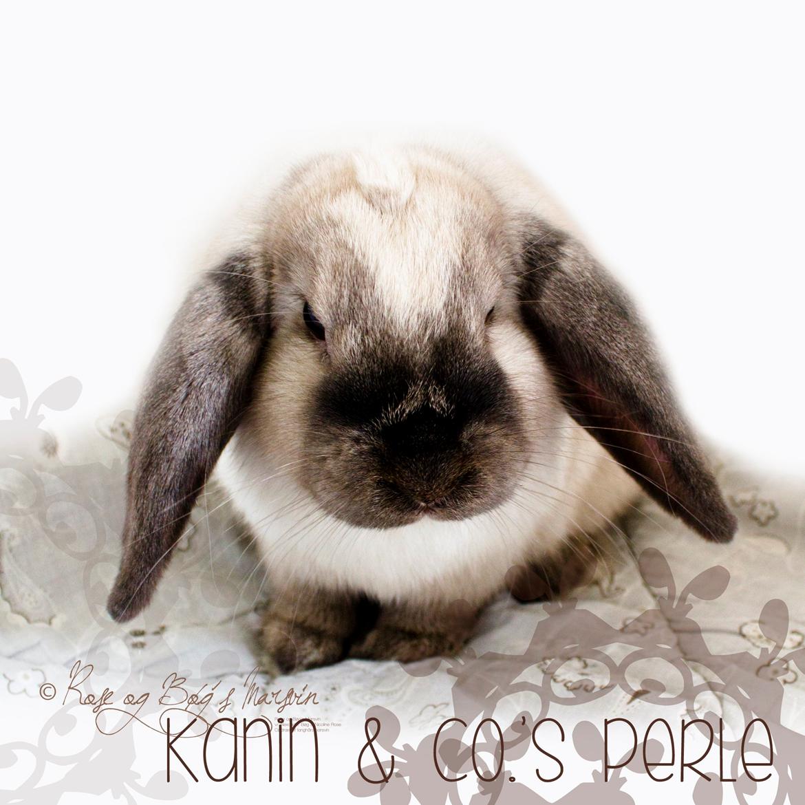 Kanin Kanin & Co.'s Perle - Kanin & Co.'s Perle <3 Den 9. oktober 2013 billede 37