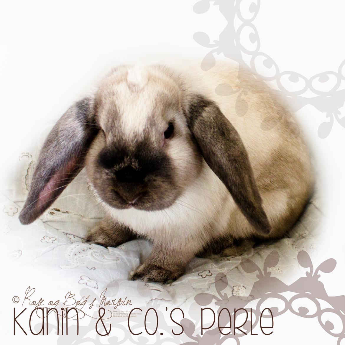 Kanin Kanin & Co.'s Perle - Kanin & Co.'s Perle <3 Den 9. oktober 2013 billede 38