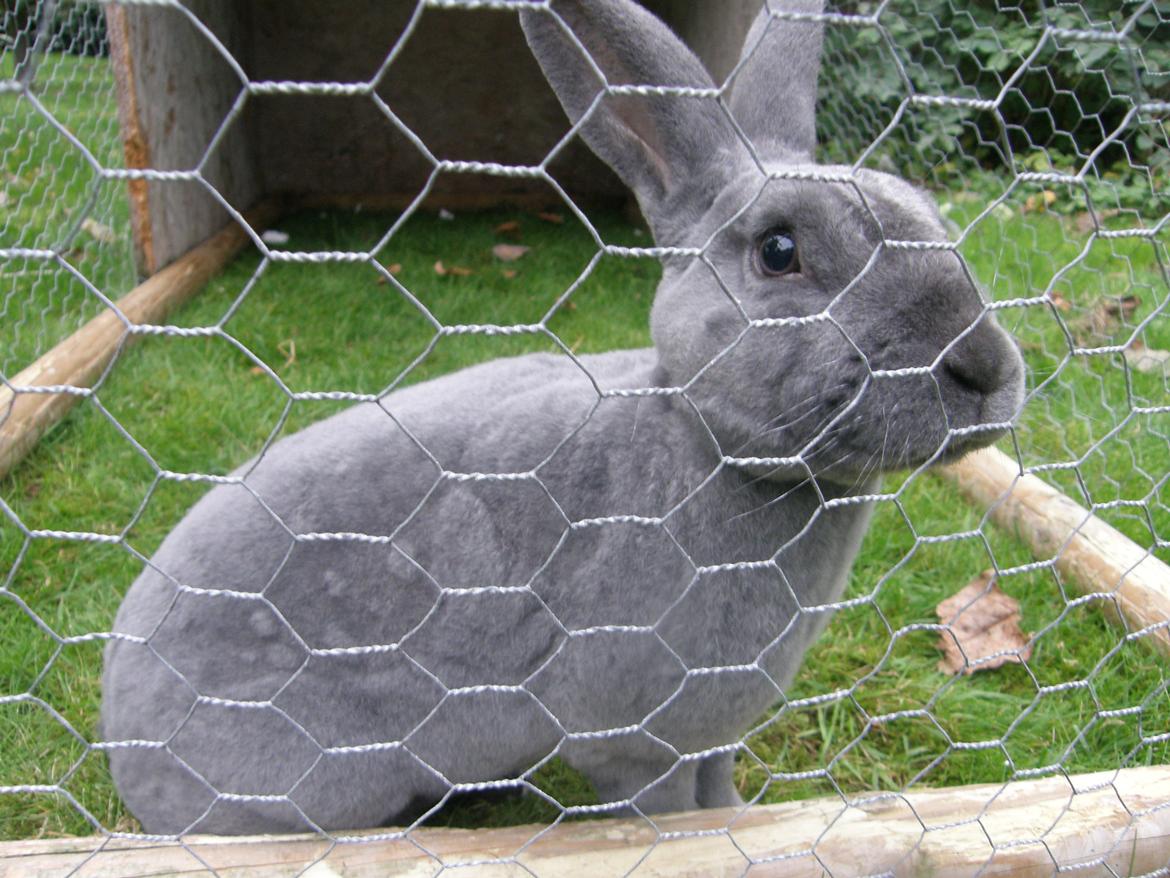 Kanin Kilarto *blå rex* 93,5p billede 32